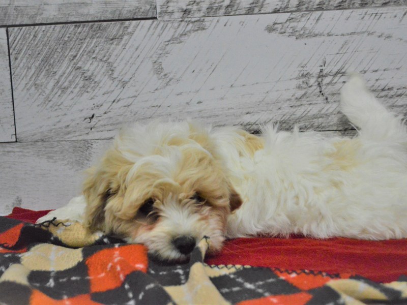 Malti-Poo-DOG-Female-White and Tan-3069593-Petland Dunwoody Puppies For Sale
