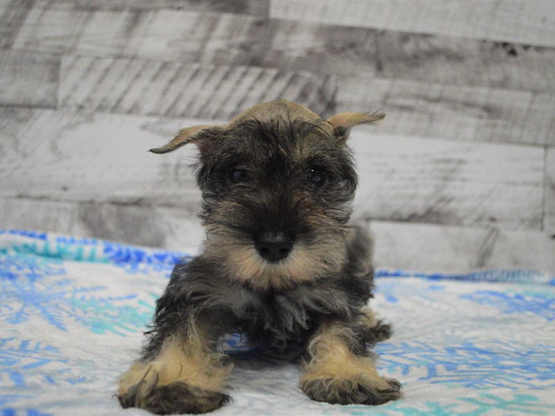 Miniature Schnauzer-DOG-Female-Salt and Pepper-3069618-Petland Dunwoody Puppies For Sale