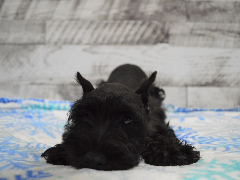 Miniature Schnauzer-DOG-Male-Black-3069624-Petland Dunwoody Puppies For Sale