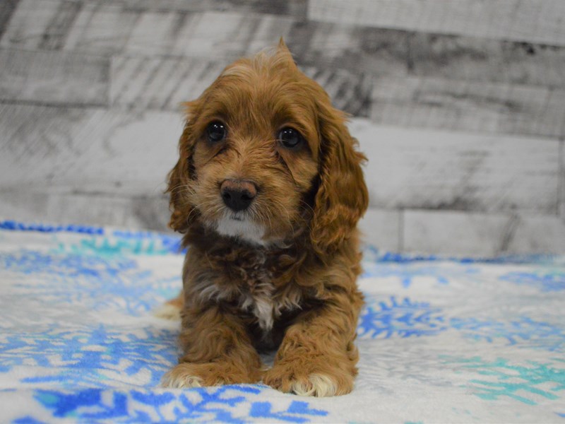 Cock-A-Poo-DOG-Male-Apricot-3068478-Petland Dunwoody Puppies For Sale