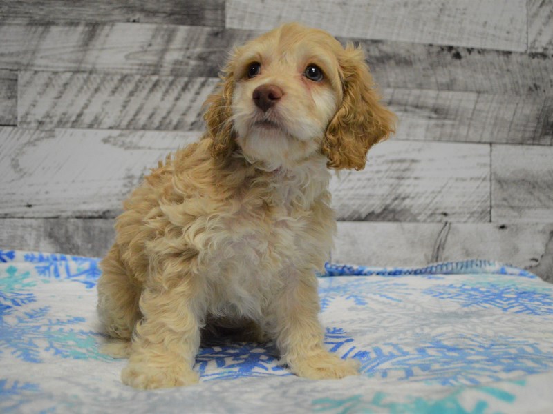 Cock-A-Poo-DOG-Male-Tan-3068476-Petland Dunwoody Puppies For Sale