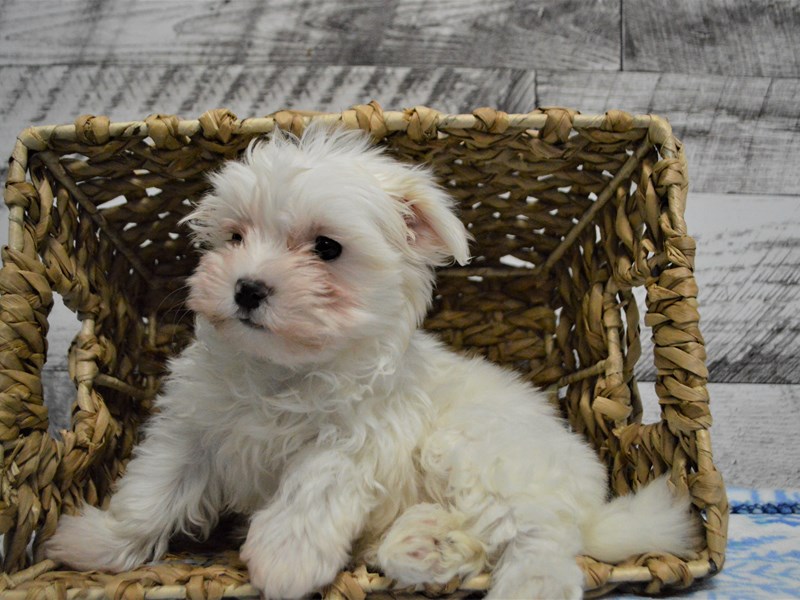 Maltese-DOG-Female-White-3068496-Petland Dunwoody Puppies For Sale