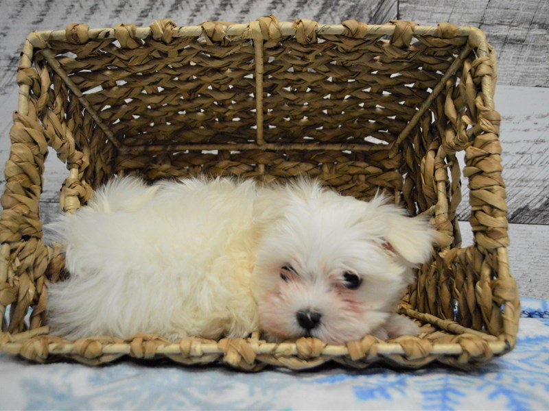 Maltese-DOG-Female-White-3068495-Petland Dunwoody Puppies For Sale
