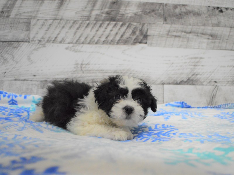 Teddy Bear-DOG-Female-Black and White-3068489-Petland Dunwoody Puppies For Sale