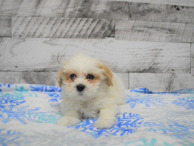 Teddy Bear-DOG-Male-Cream and White-3068488-Petland Dunwoody Puppies For Sale