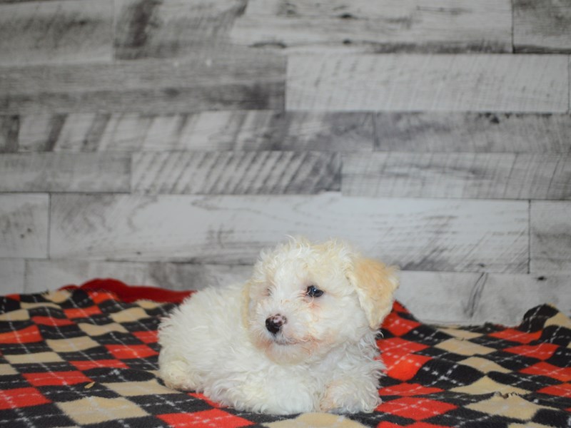 Bichon Frise-DOG-Male-White-3068515-Petland Dunwoody Puppies For Sale
