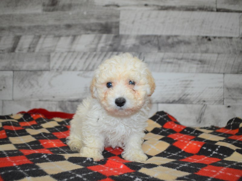 Bichon Frise-DOG-Male-White-3068514-Petland Dunwoody Puppies For Sale