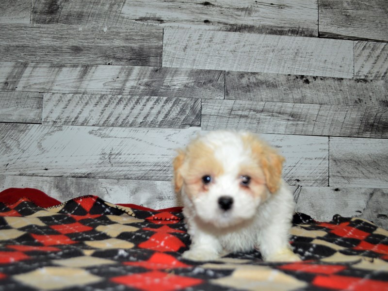 Teddy Bear-DOG-Male-Cream and White-3068485-Petland Dunwoody Puppies For Sale