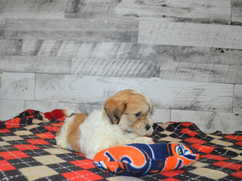 Shih-Poo-DOG-Male-Gold and White-3069294-Petland Dunwoody Puppies For Sale