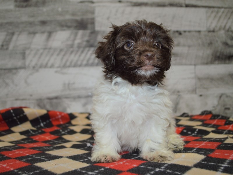 Havanese-DOG-Female-Chocolate and White-3069270-Petland Dunwoody Puppies For Sale