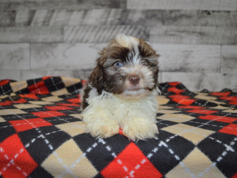 Havanese-DOG-Male-Chocolate and White-3069263-Petland Dunwoody Puppies For Sale