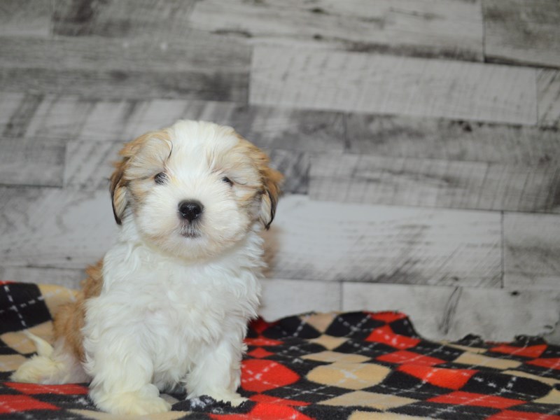 Shih-Poo-DOG-Female-Chocolate and White-3069309-Petland Dunwoody Puppies For Sale