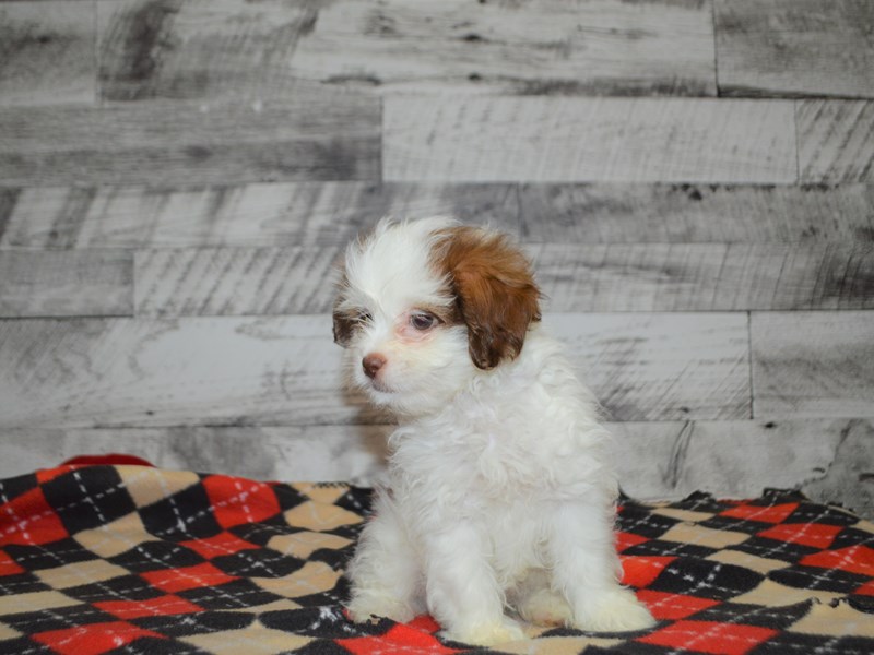 Shih-Poo-DOG-Female-Gold and White-3069295-Petland Dunwoody Puppies For Sale