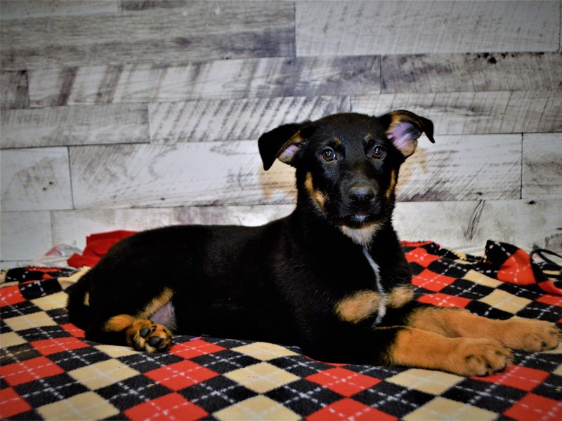 Rottweiler/German Shepherd-Female-Black and Tan-3035795-Petland Dunwoody