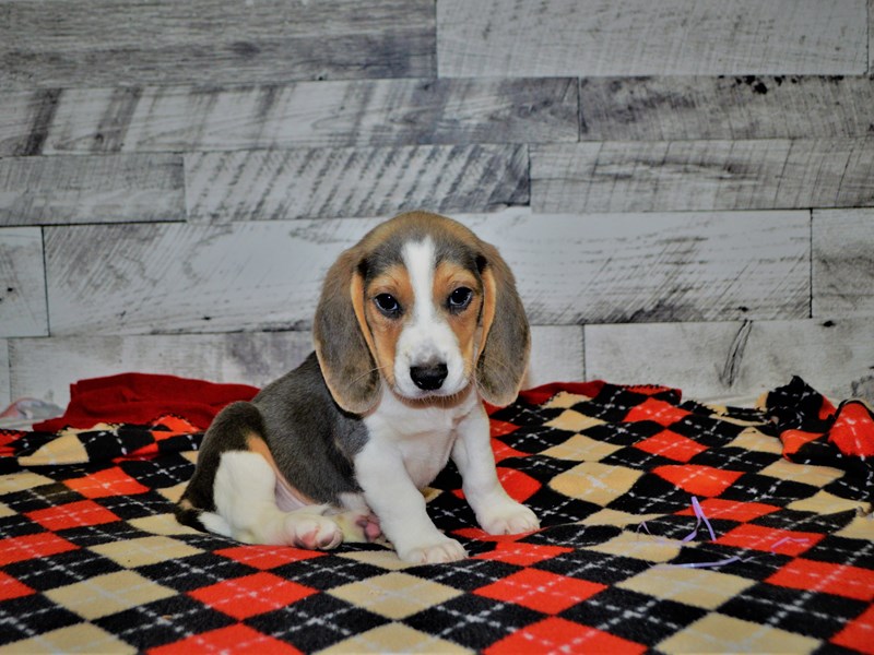 Beagle-DOG-Male-Gray and White-3046553-Petland Dunwoody Puppies For Sale