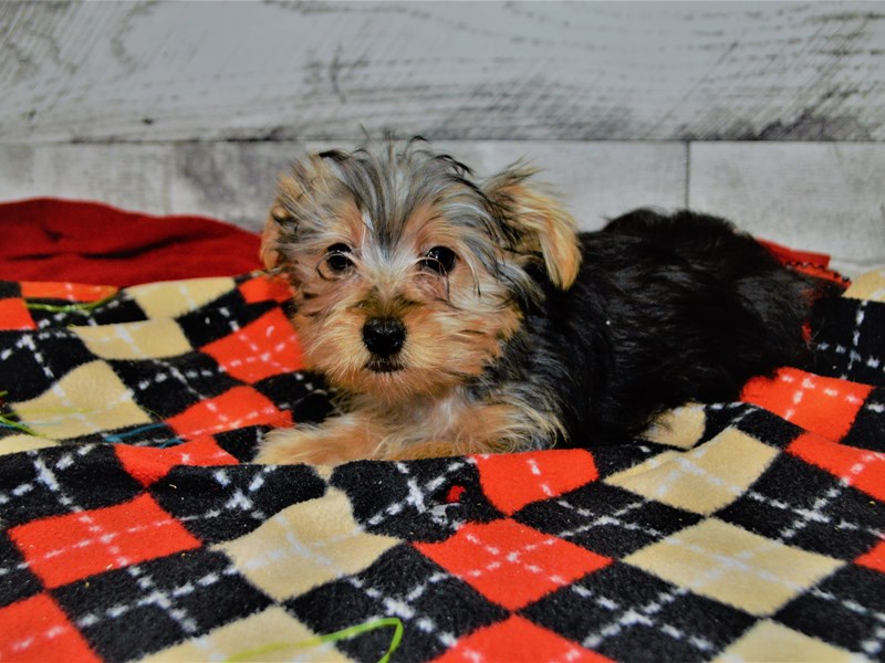 Yorkshire Terrier-DOG-Male-Black and Tan-3059282-Petland Dunwoody Puppies For Sale