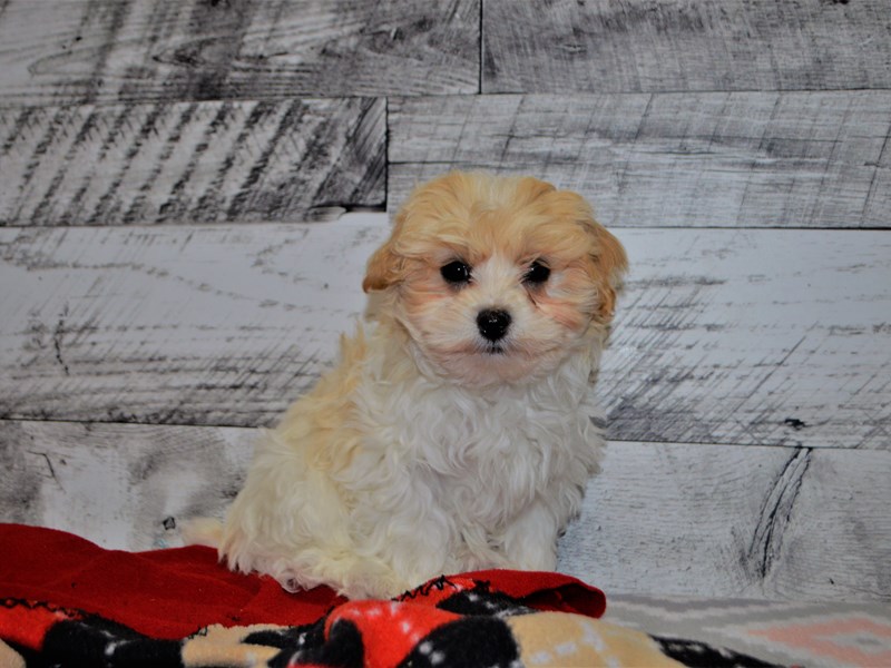 Malti-Poo-DOG-Male-White and Tan-3069588-Petland Dunwoody Puppies For Sale
