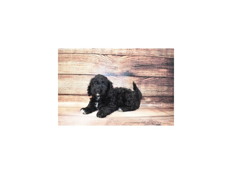 Bichon Poo-DOG-Male-Black-3078259-Petland Dunwoody Puppies For Sale