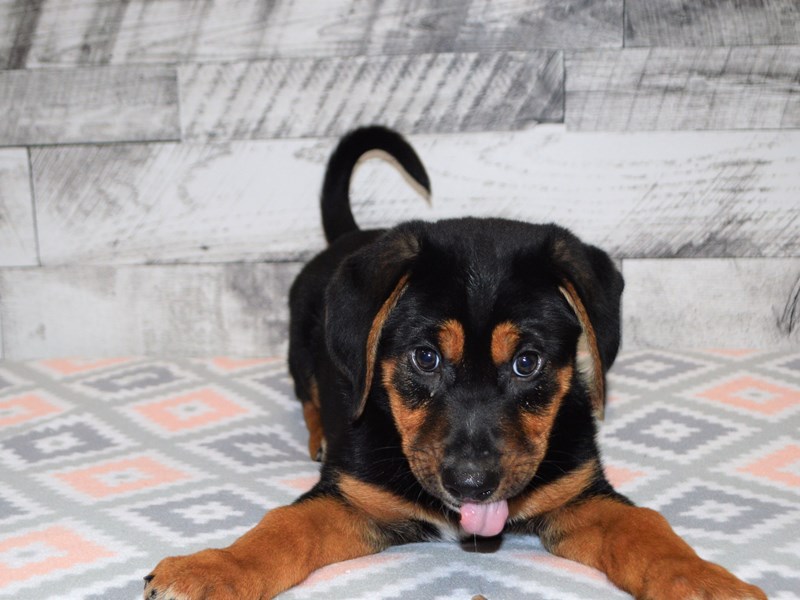 German/Walker-DOG-Male-Black and Tan-3080052-Petland Dunwoody Puppies For Sale