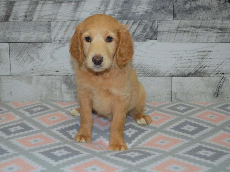 Standard Goldendoodle-Female-Apricot-3079948-Petland Dunwoody Puppies For Sale