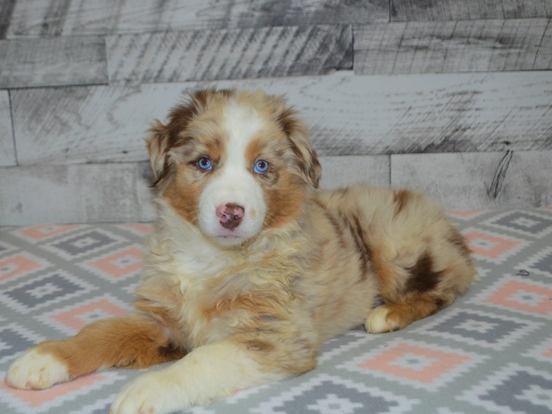 Australian Shepherd-DOG-Male-Blue Merle-3080026-Petland Dunwoody Puppies For Sale