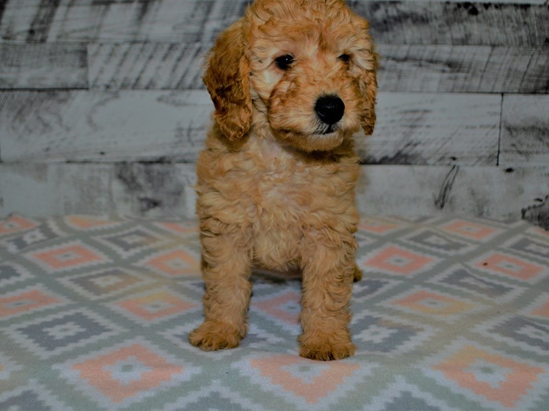 F1B Mini Goldendoodle-DOG-Male-Apricot-3079359-Petland Dunwoody Puppies For Sale