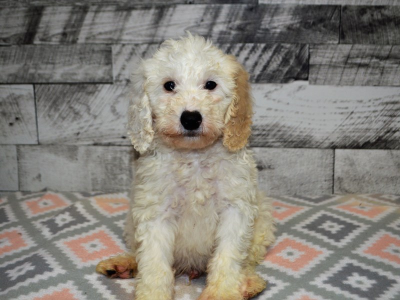 F1B Mini Goldendoodle-DOG-Male-White and Tan-3079361-Petland Dunwoody Puppies For Sale