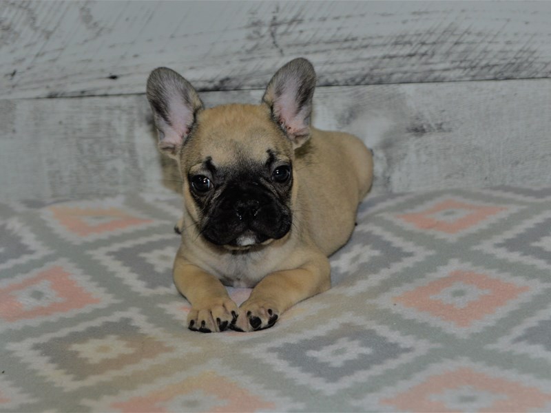French Bulldog-DOG-Male-Fawn-3079375-Petland Dunwoody Puppies For Sale