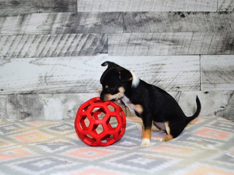 Chihuahua-DOG-Female-Tri-3080058-Petland Dunwoody Puppies For Sale