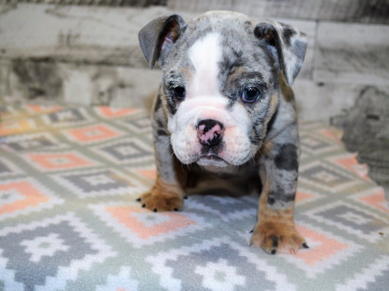 English Bulldog Dog Male Blue Tri Merle 3079372 Petland Dunwoody