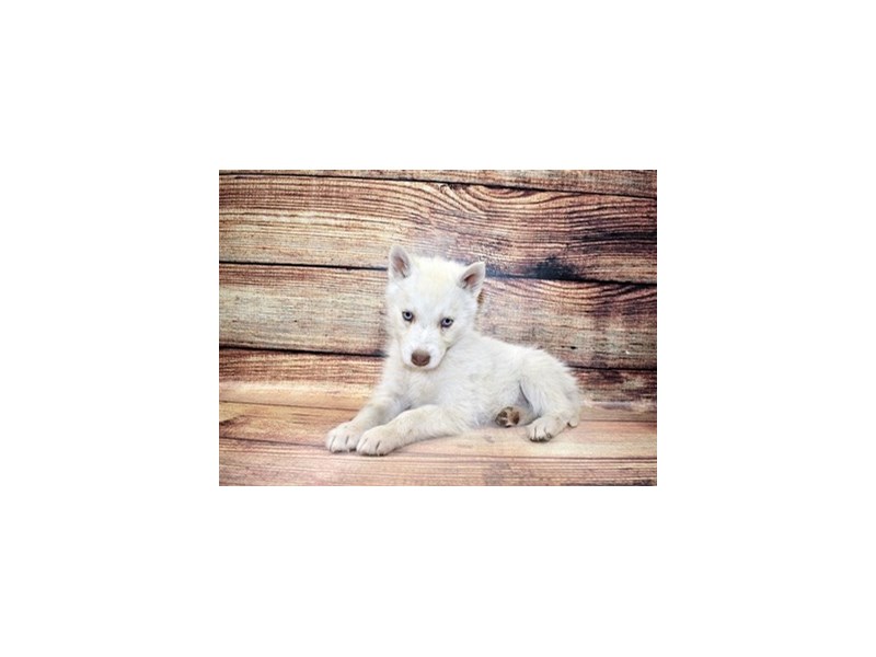 Siberian Husky-DOG-Female-Sable and White-3089471-Petland Dunwoody Puppies For Sale