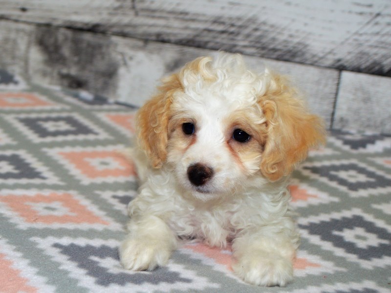 Bichon-Poo-DOG-Female-White and Red-3090853-Petland Dunwoody Puppies For Sale