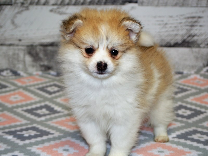 Pomeranian-DOG-Male-Sable and White-3080016-Petland Dunwoody Puppies For Sale