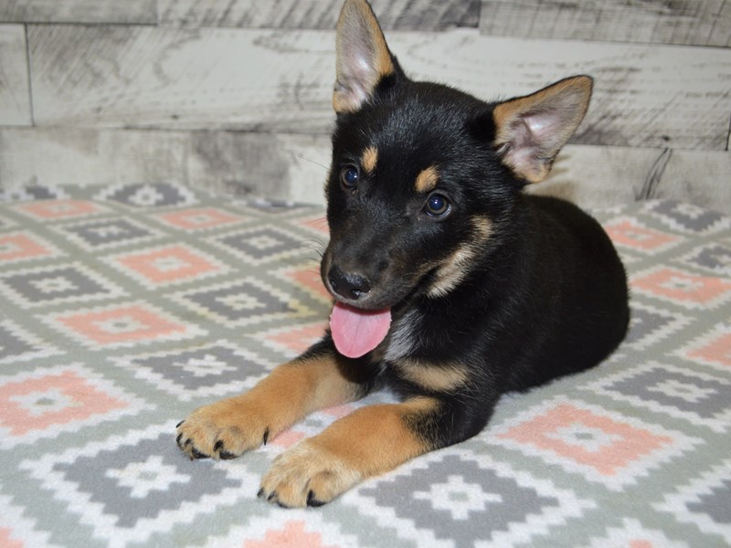 German Shepherd Husky-DOG-Male-Black and Tan-3090925-Petland Dunwoody Puppies For Sale