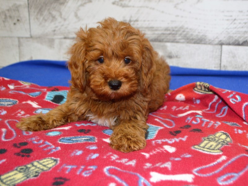 F1B Mini Goldendoodle-DOG-Male-Red-3090096-Petland Dunwoody Puppies For Sale