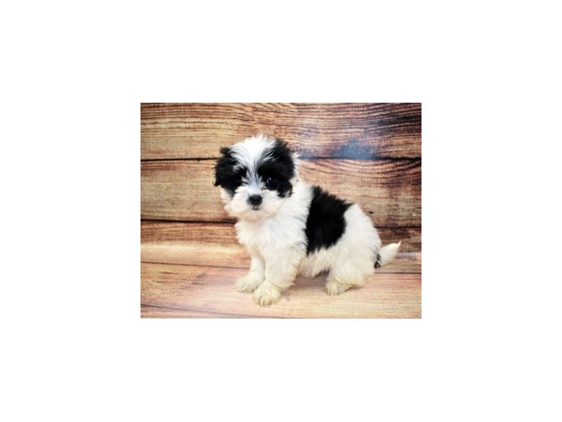 Black and white coton de hot sale tulear puppies