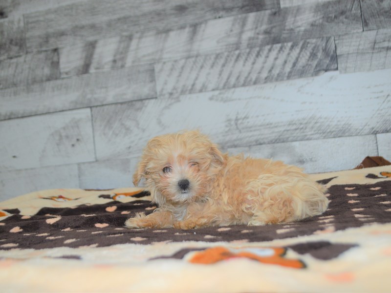 Malti-Poo-DOG-Female-Apricot-3101153-Petland Dunwoody Puppies For Sale