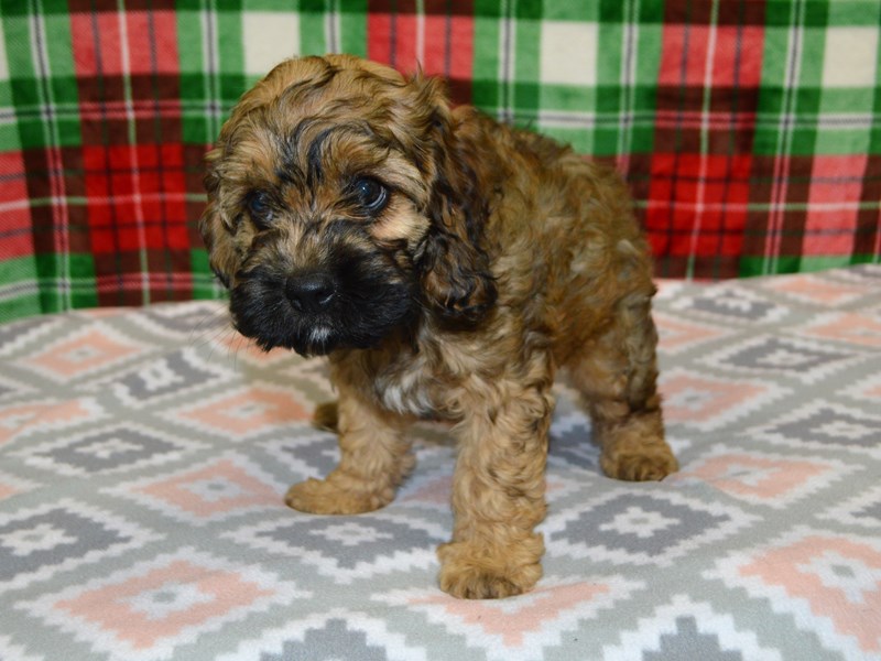 Cock-A-Poo-DOG-Female-Brindle-3102602-Petland Dunwoody Puppies For Sale