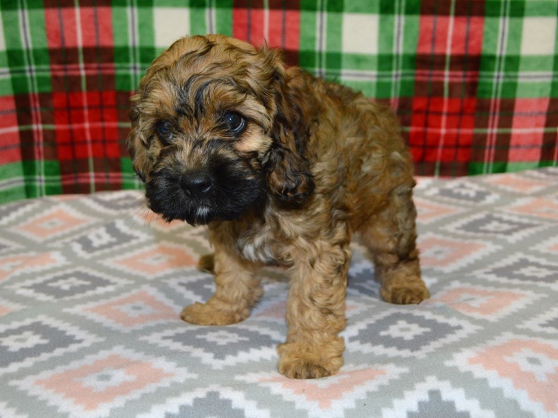Brindle cockapoo sales
