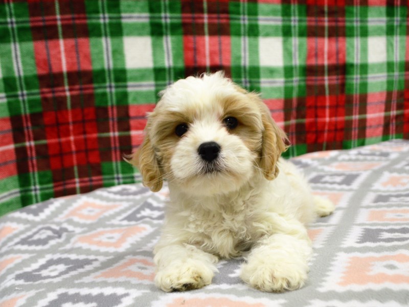 Cavachon-DOG-Male-Apricot-3102651-Petland Dunwoody Puppies For Sale