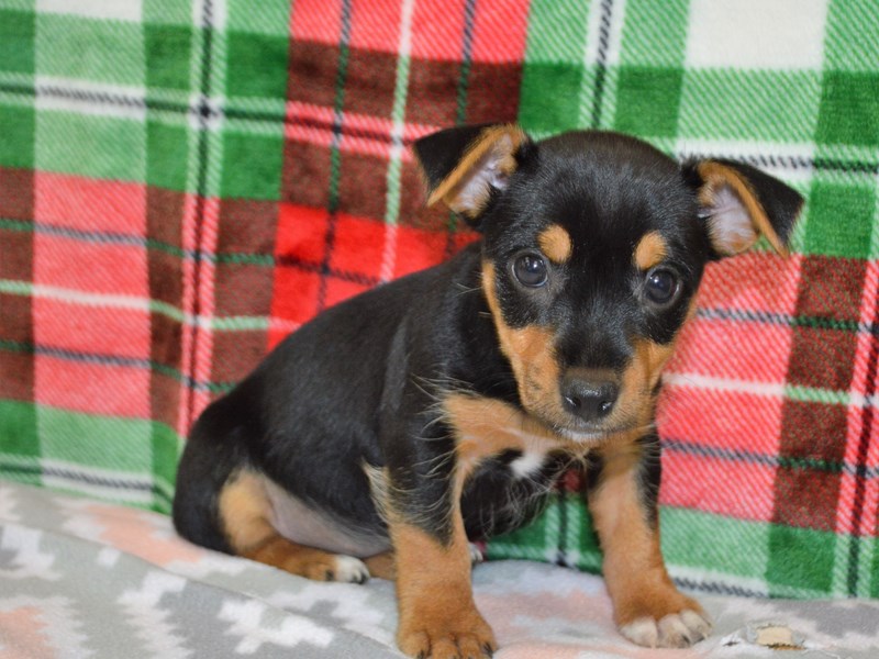 Rat Terrier/Yorkshire Terrier-Female-Black and Tan-3102589-Petland Dunwoody Puppies For Sale