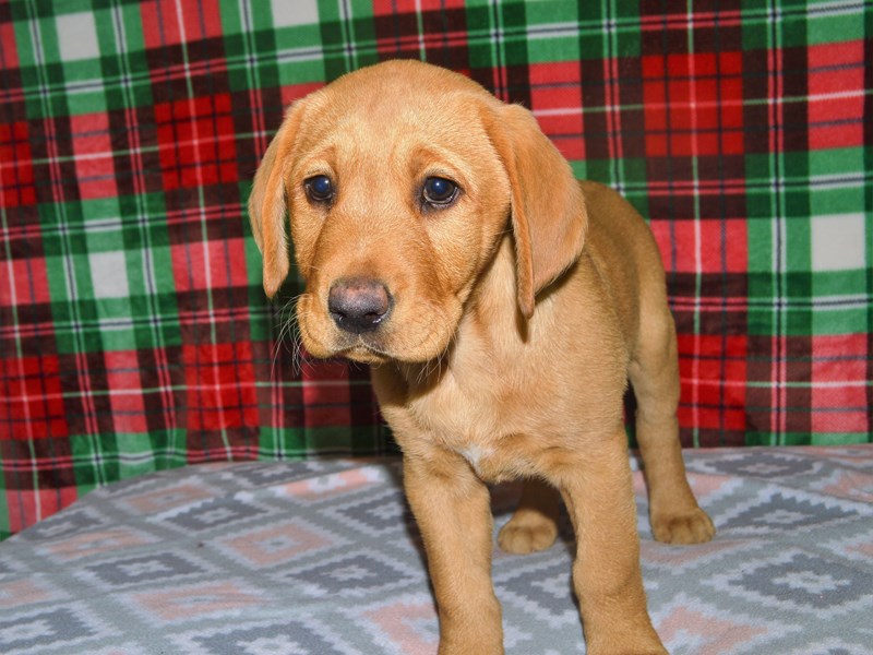 Labrador Retriever-DOG-Male-Yellow-3102514-Petland Dunwoody Puppies For Sale