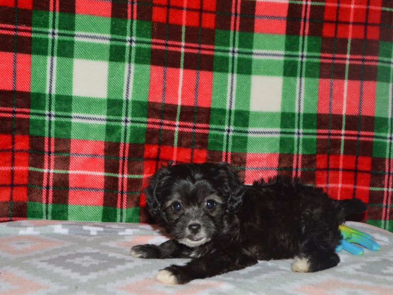 Russell-Poo-DOG-Female-Black-3102473-Petland Dunwoody Puppies For Sale
