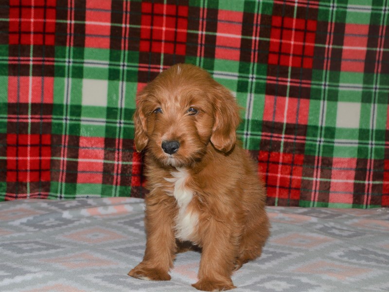 Mini Goldendoodle-DOG-Male-Red-3101208-Petland Dunwoody Puppies For Sale