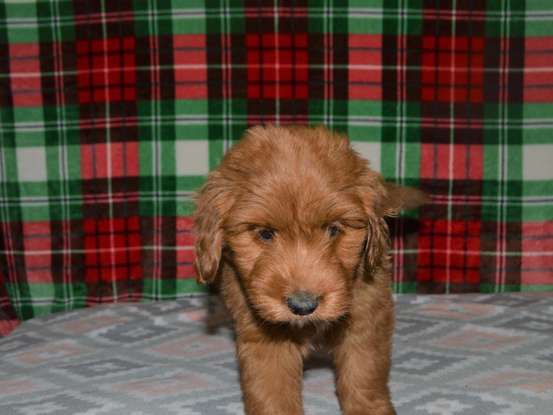 Mini Goldendoodle-DOG-Male-Red-3101221-Petland Dunwoody Puppies For Sale