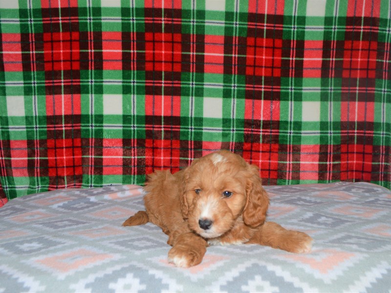 F1 Goldendoodle-DOG-Male-Gold and White-3101700-Petland Dunwoody Puppies For Sale
