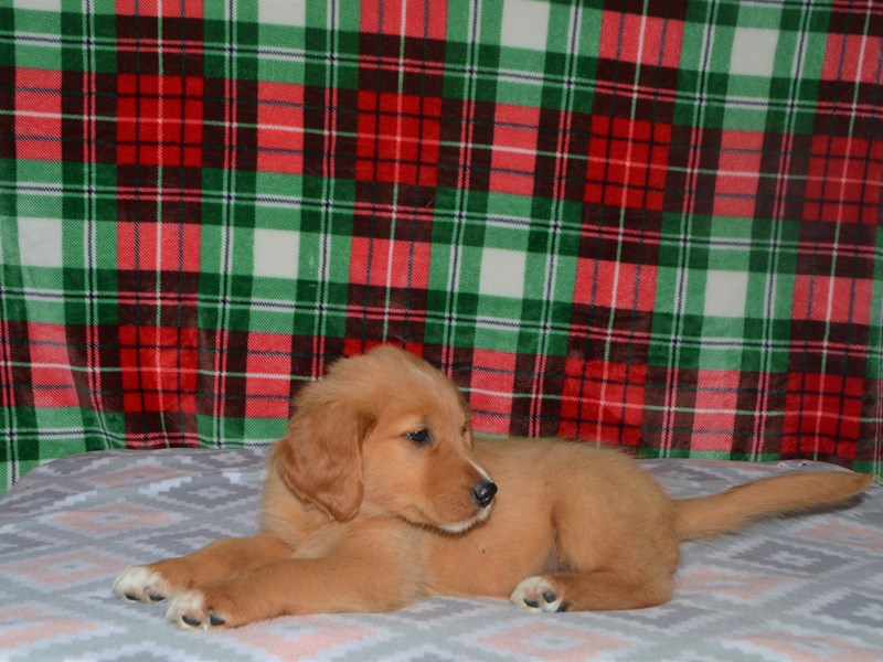 Golden Retriever-DOG-Male-Golden-3101161-Petland Dunwoody Puppies For Sale