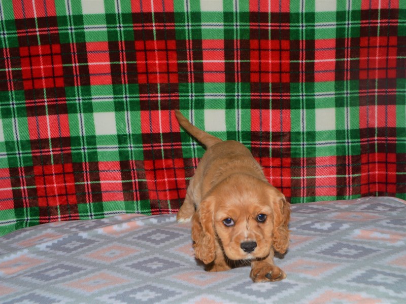 Cockalier-DOG-Male-Ruby-3101139-Petland Dunwoody Puppies For Sale