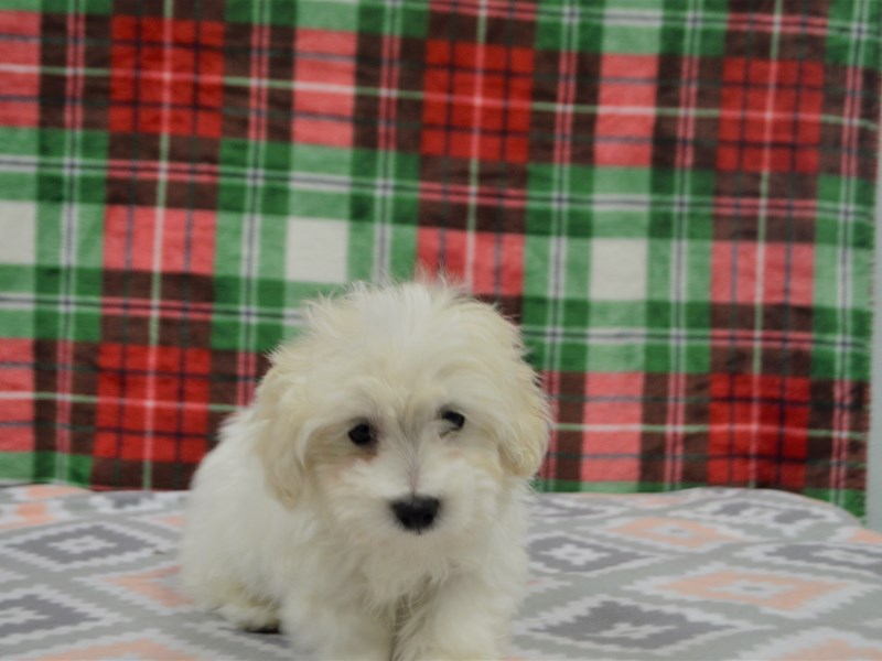Malti-Poo-DOG-Male-White and Cream-3101174-Petland Dunwoody Puppies For Sale