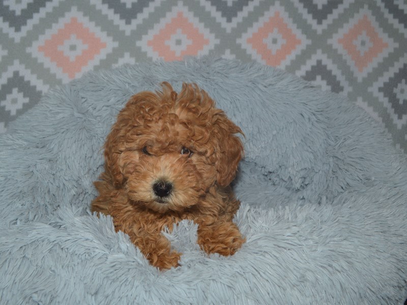 F1B Mini Goldendoodle-DOG-Female-Apricot-3112350-Petland Dunwoody Puppies For Sale